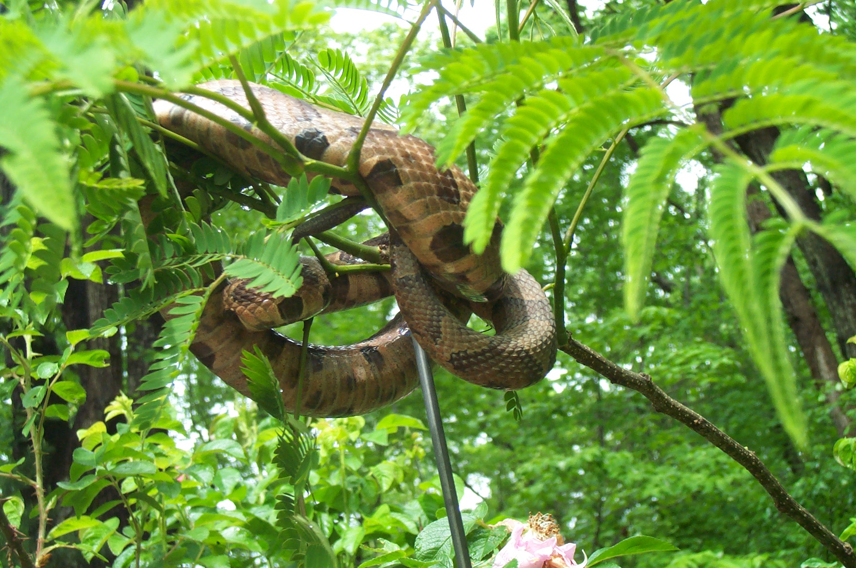 copperhead in tree 004.jpg [640 Kb]